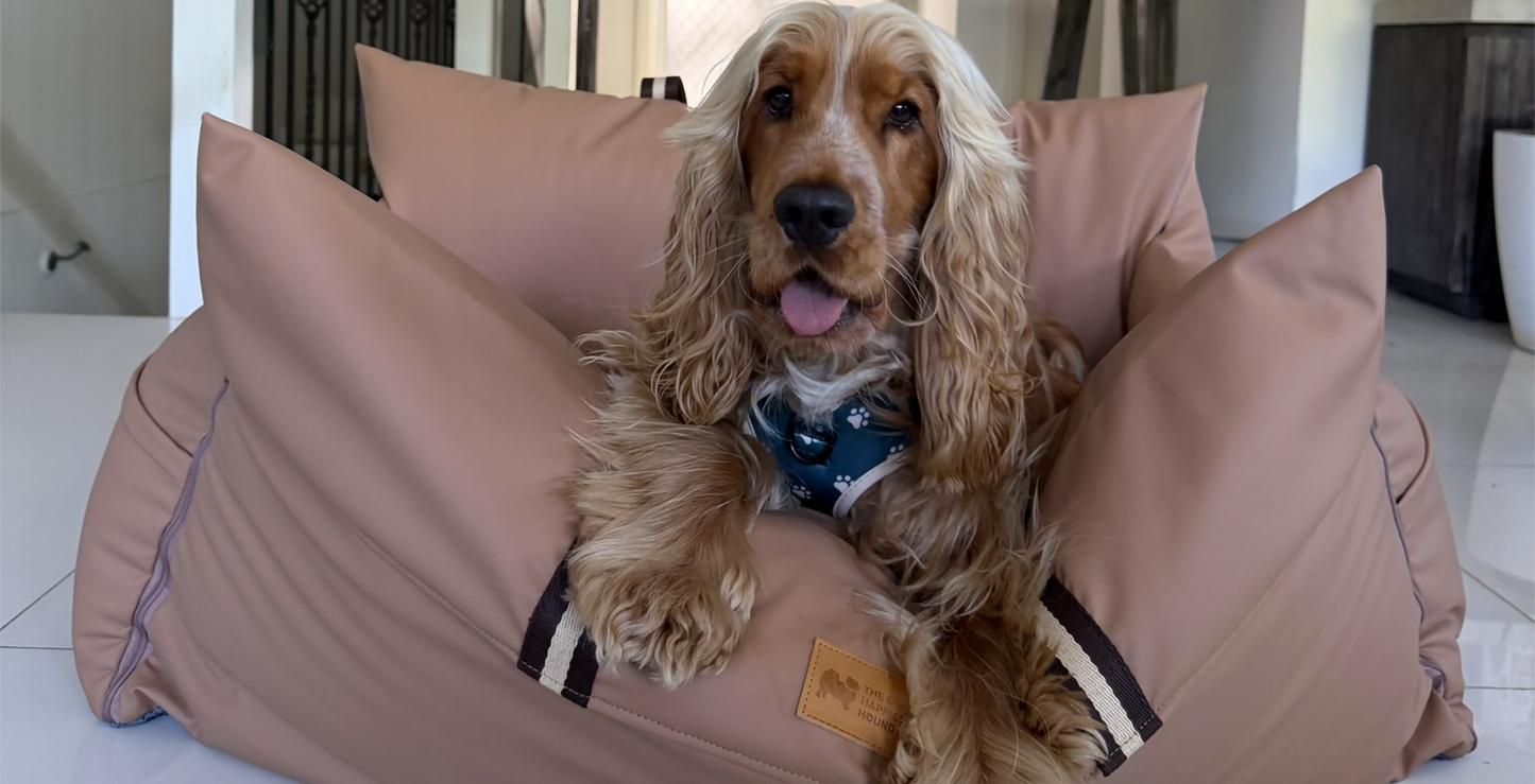 Dog sitting on large dog bed